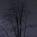 Forestflies